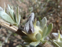 Sericeae