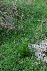 Drimia numidica