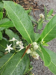 Pantala