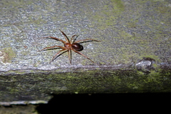 Phrurolithidae