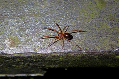 Phrurolithidae