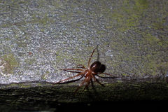 Phrurolithidae