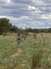 Equus quagga chapmani