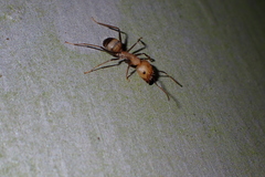 Camponotus nicobarensis