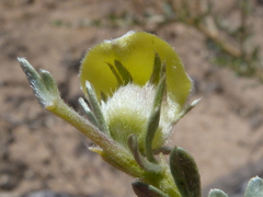 Sericeae