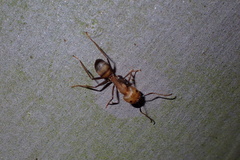 Camponotus nicobarensis