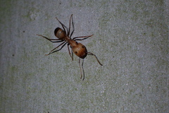 Camponotus nicobarensis