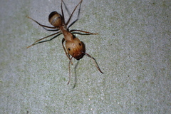 Camponotus nicobarensis