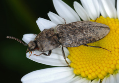 Agrypnus murinus