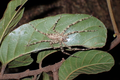 Pandercetes