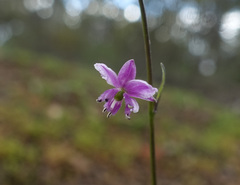 Arthropodium minus