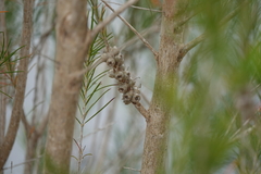 Melaleuca viminea