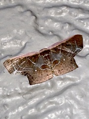 Tessarotis rubrata