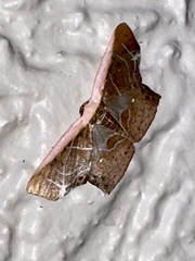 Tessarotis rubrata