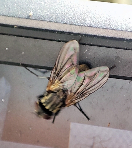 Common House Fly, 9717 BB Groningen, Netherlands, photo 10 of 10