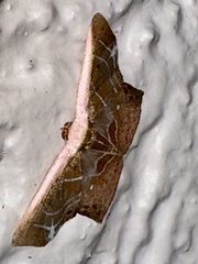 Tessarotis rubrata