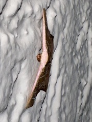 Tessarotis rubrata