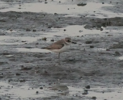 Charadrius leschenaultii