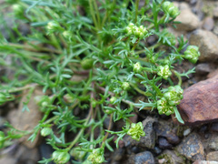 Brachyscome perpusilla