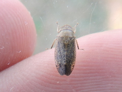 Negosiana dualis