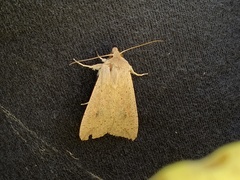 Mythimna convecta