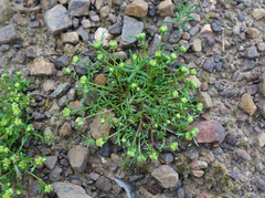 Brachyscome perpusilla