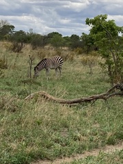 Equus quagga chapmani