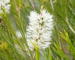 Melaleuca viminea