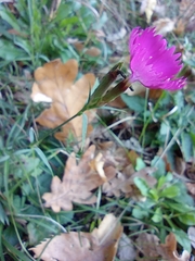 Dianthus seguieri