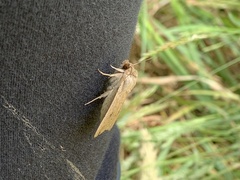 Mythimna convecta