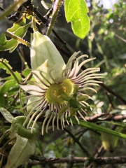Passiflora bryonioides