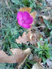Dianthus seguieri