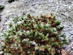Grimmia decipiens