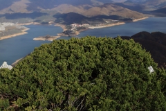 Juniperus sabina