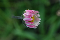 Bellis sylvestris