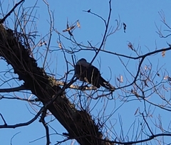 Corvus cornix