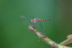 Brachydiplax duivenbodei