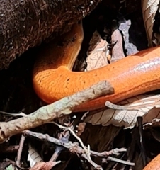 Coeranoscincus reticulatus