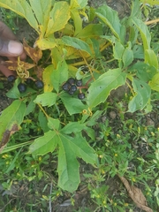 Ampelocissus multistriata