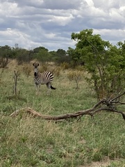 Equus quagga chapmani