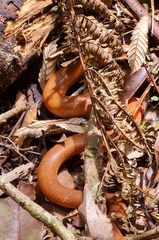 Coeranoscincus reticulatus