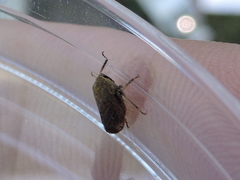 Negosiana dualis