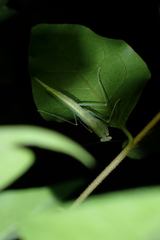 Sinomantis denticulata