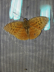 Apectinaria