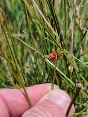Fimbristylis ferruginea