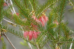 Melaleuca quadrifida