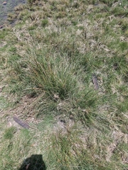 Fimbristylis ferruginea