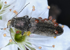 Cidnopus aeruginosus
