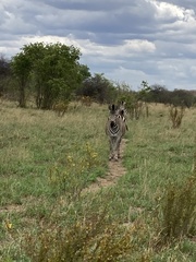 Equus quagga chapmani