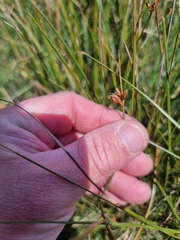 Fimbristylis ferruginea